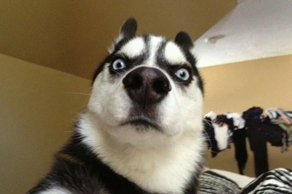 小伙每天3万步微信霸榜:竟然把手机绑在狗身上