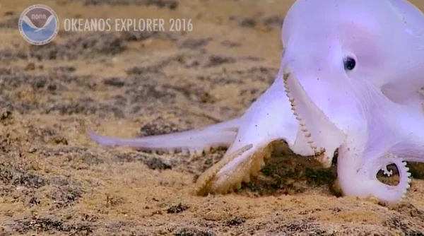 科学家在深海发现“幽灵般”的八足生物