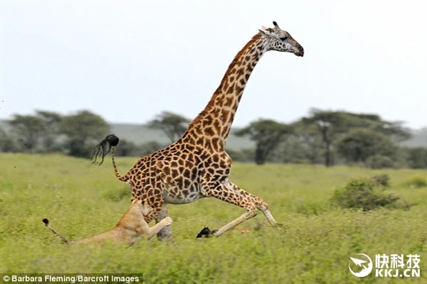 三只狮子联合捕杀长颈鹿：被大长腿伤了……