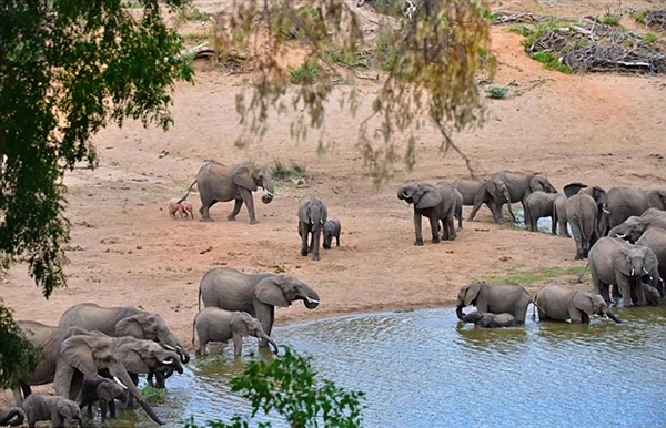 象群惊现异形宝宝：看呆了