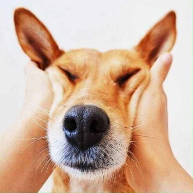 测试angular版本5