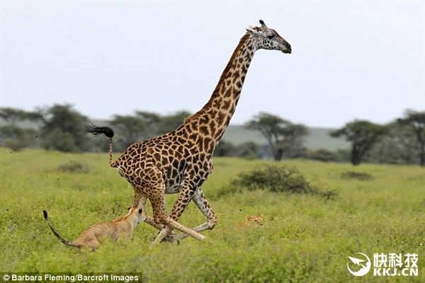 三只狮子联合捕杀长颈鹿：被大长腿伤了……