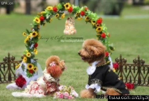 酷站网软雨林木风12