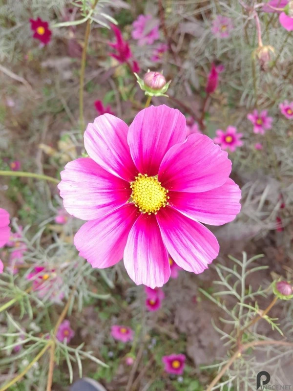 真旗舰？魅族PRO5深度评测