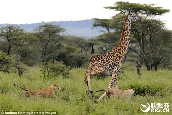 三只狮子联合捕杀长颈鹿：被大长腿伤了……