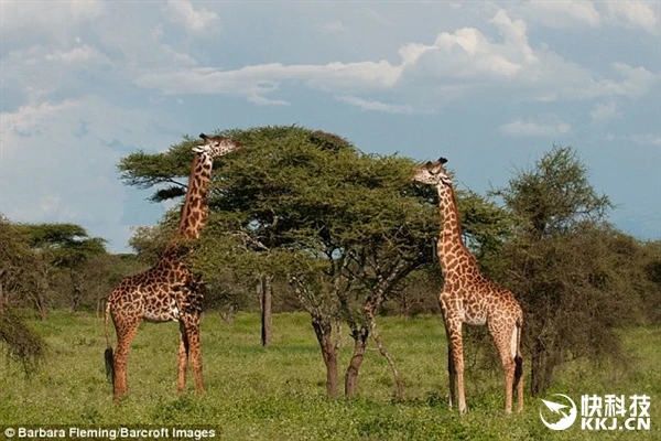 三只狮子联合捕杀长颈鹿：被大长腿伤了……