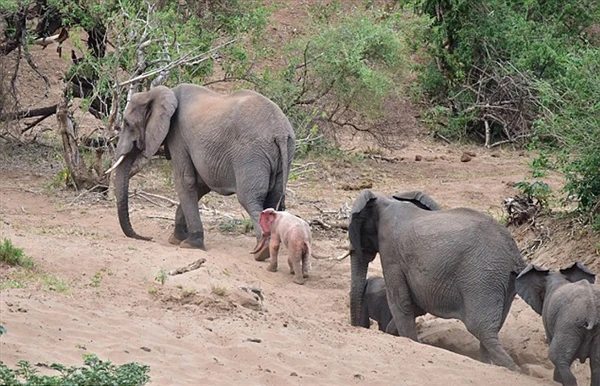 象群惊现异形宝宝：看呆了