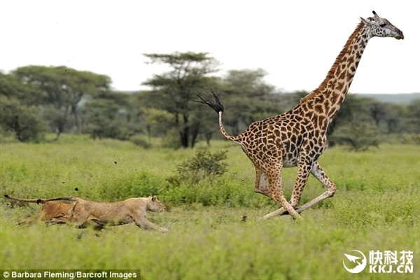 三只狮子联合捕杀长颈鹿：被大长腿伤了……