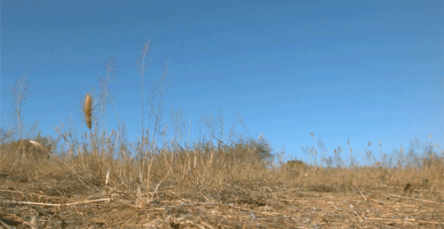 猫是如何半空中翻身的？脊椎能同时朝两个方向转动