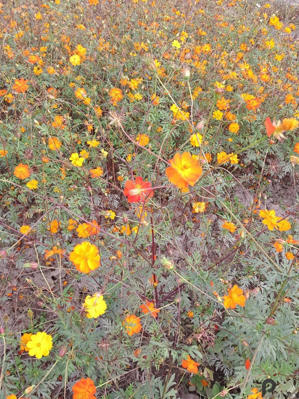 真旗舰?魅族PRO5深度评测