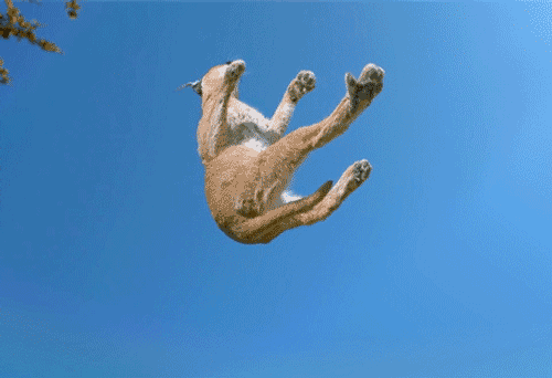 猫是如何半空中翻身的？脊椎能同时朝两个方向转动