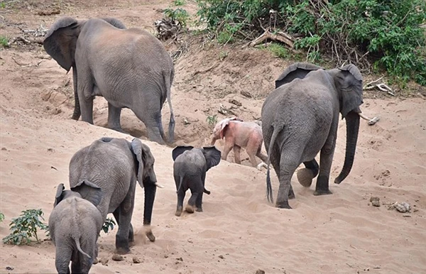 象群惊现异形宝宝：看呆了