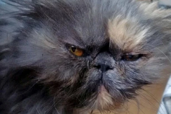 喵星人钻洗衣机被洗10分钟：样子似鳌拜