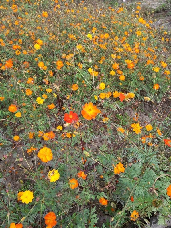 真旗舰？魅族PRO5深度评测